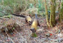 貂科動物罕見現象 台灣雄黃喉貂喜歡結伴行動