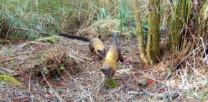 貂科動物罕見現象 台灣雄黃喉貂喜歡結伴行動