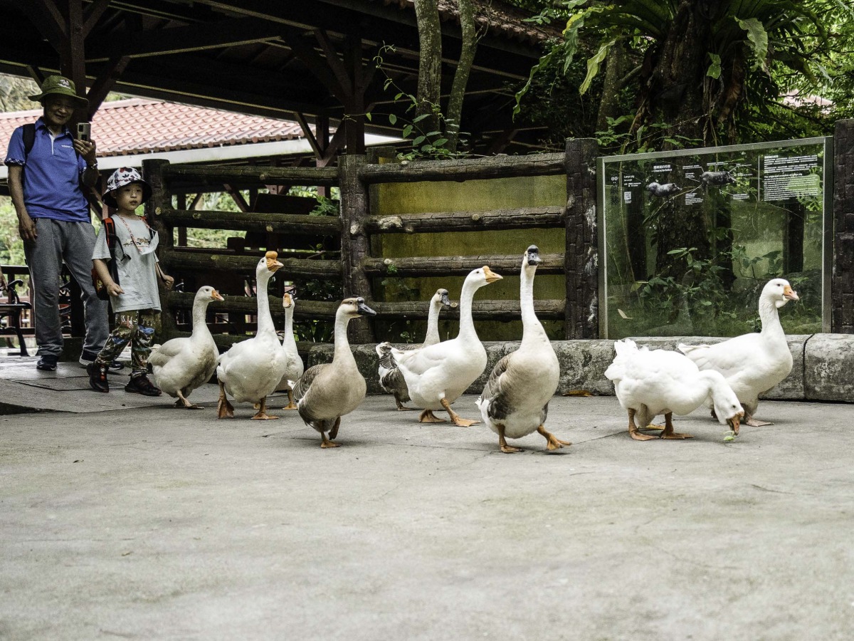 臺北市立動物園推出萌度爆表之「家鵝遊行」，期待遊客來園共遊，一同起步走！