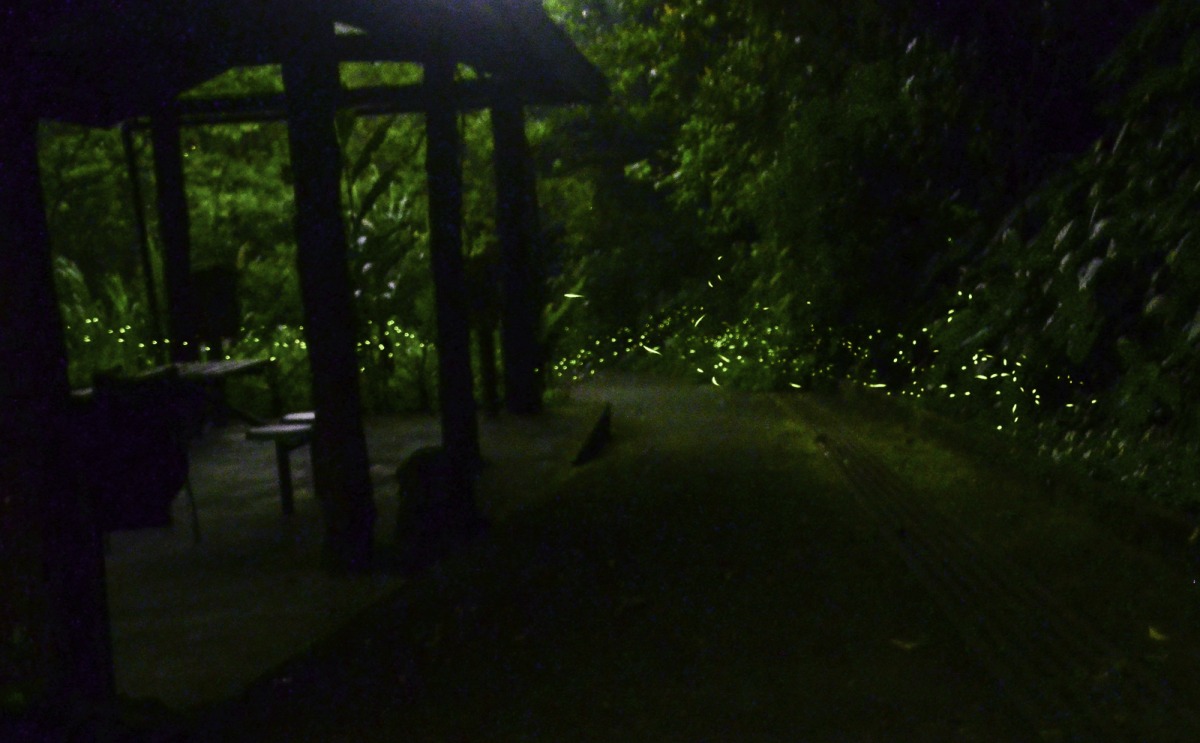 野外的螢火蟲季節已經開始盛大登場（動物園蟲蟲探索谷）
