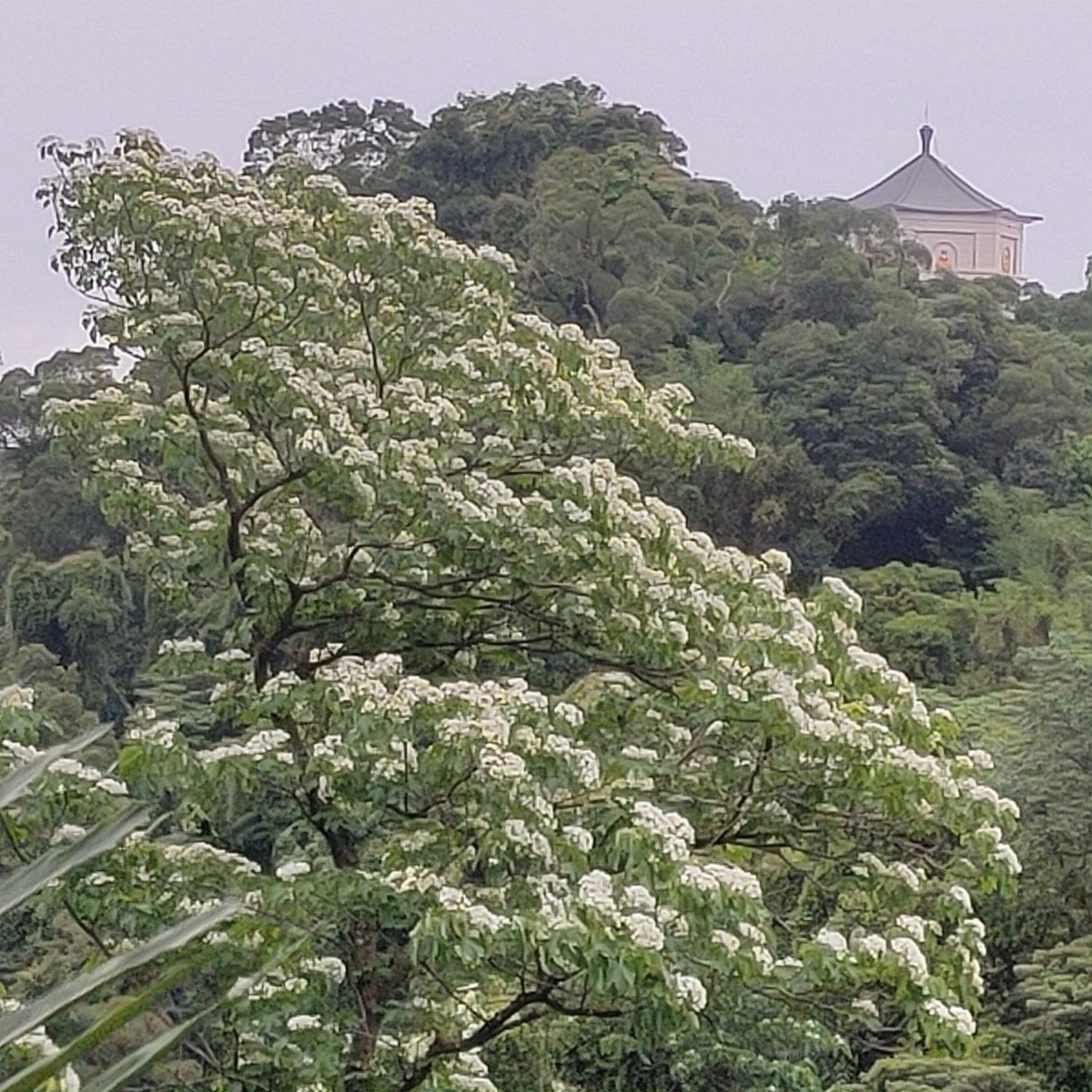 【桃園文選】落紅不是無情物 12