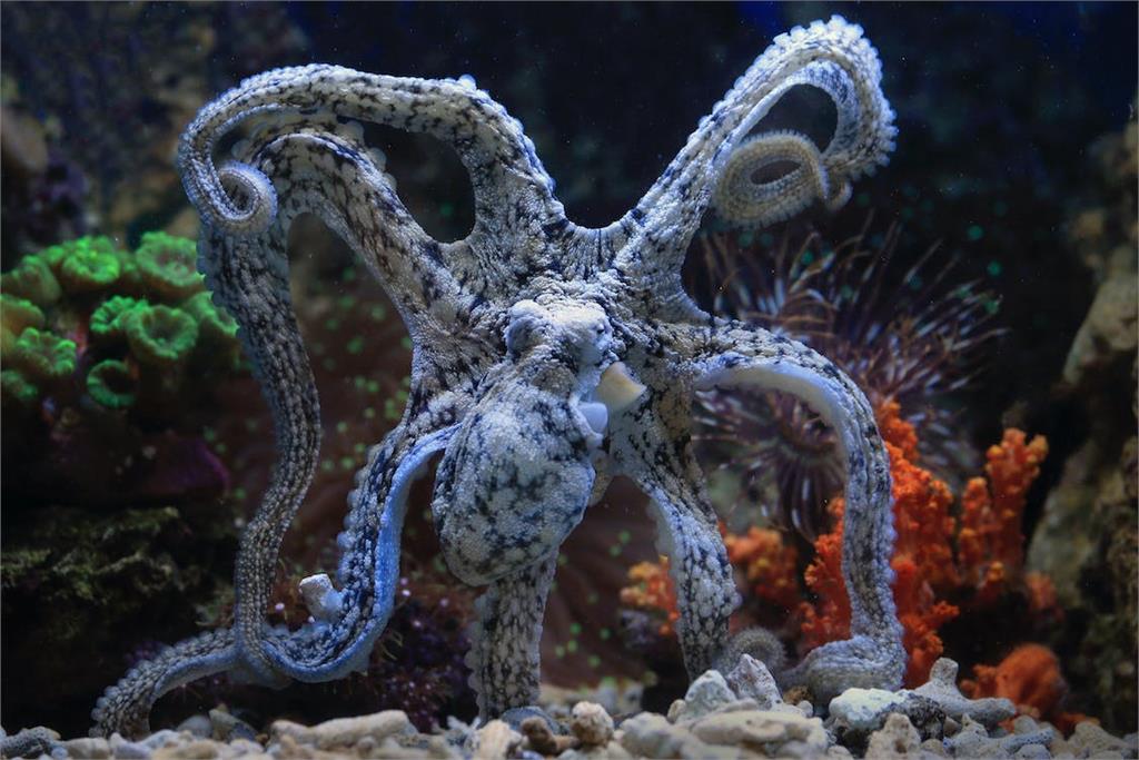 章魚也會做惡夢?睡夢中「吐墨汁」科學家說話了