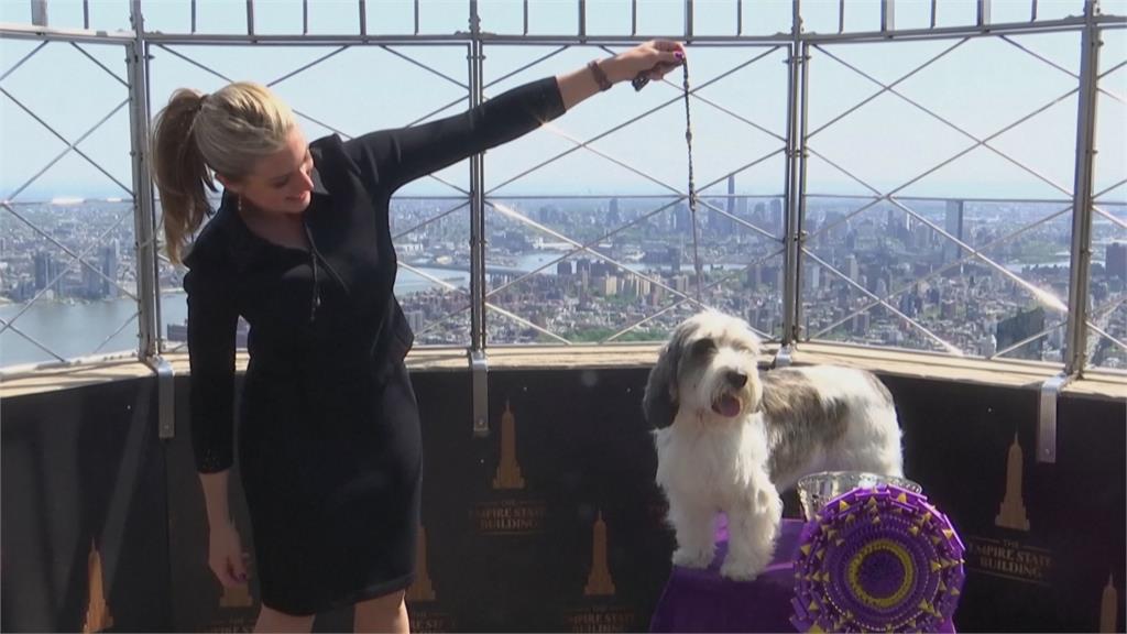 迷你貝吉格里芬凡丁犬「霍利哥」 西敏犬展奪冠