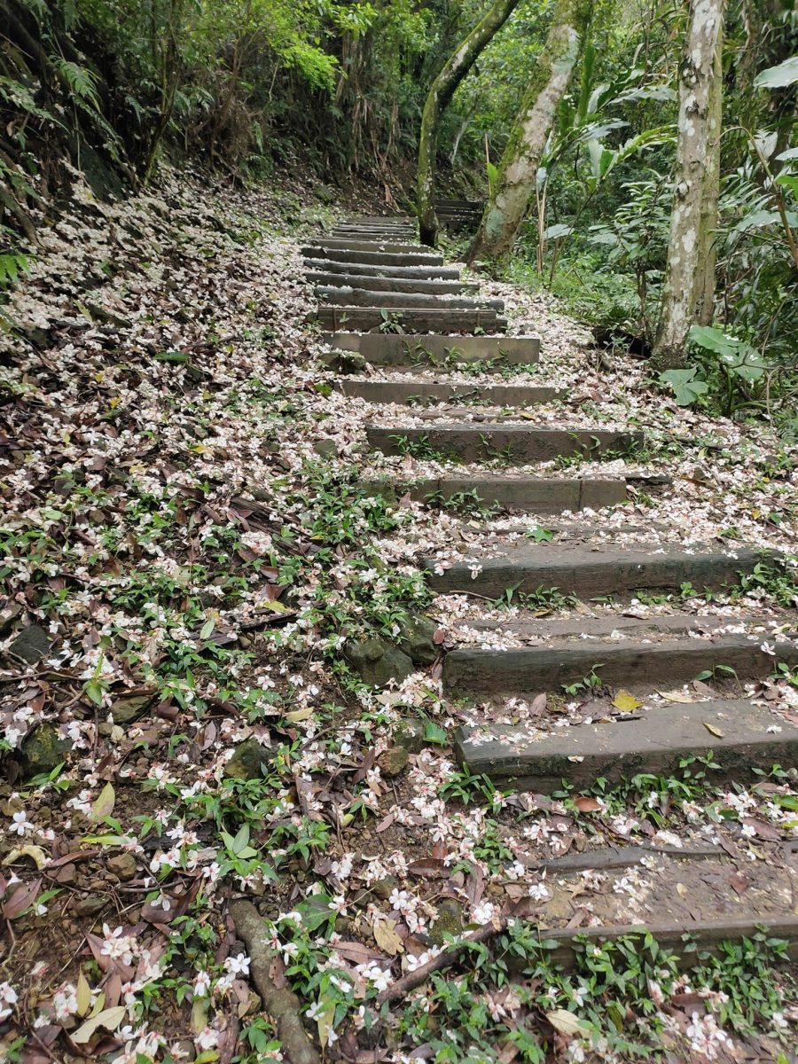 【桃園文選】落紅不是無情物 17 scaled