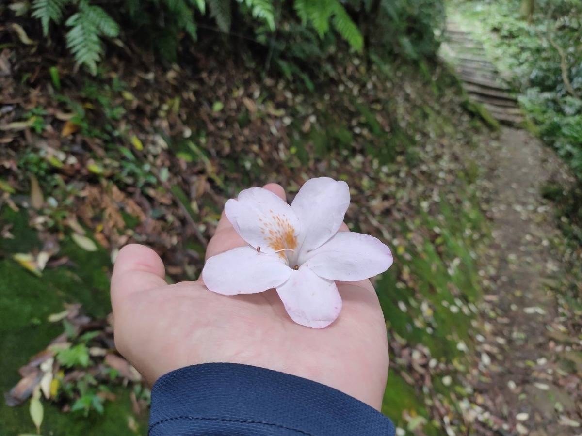 【桃園文選】落紅不是無情物 2