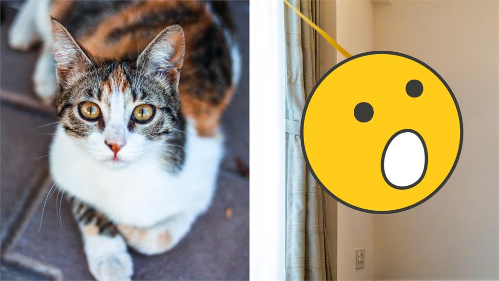 瘋癲貓化身「森林之王」泰山!網驚:自帶BGM