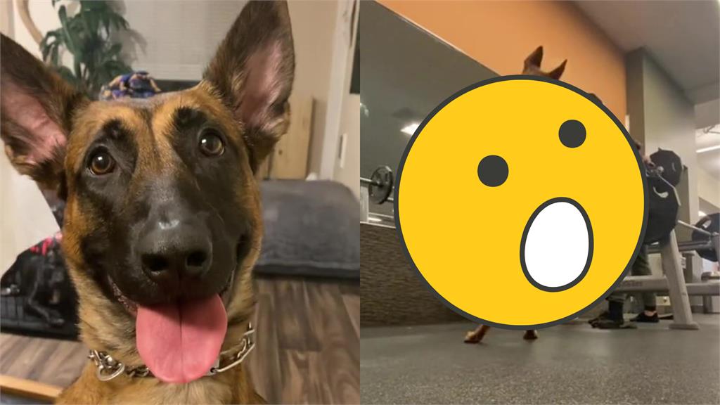 健身狂犬模仿槓鈴深蹲!超神同步率網驚:狗都比我強