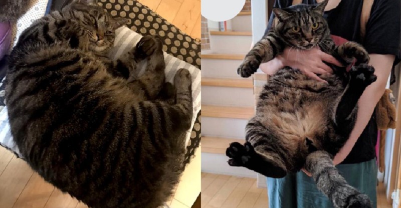 7公斤胖喵重壓熟睡鏟屎官!他急就醫下場超悲慘