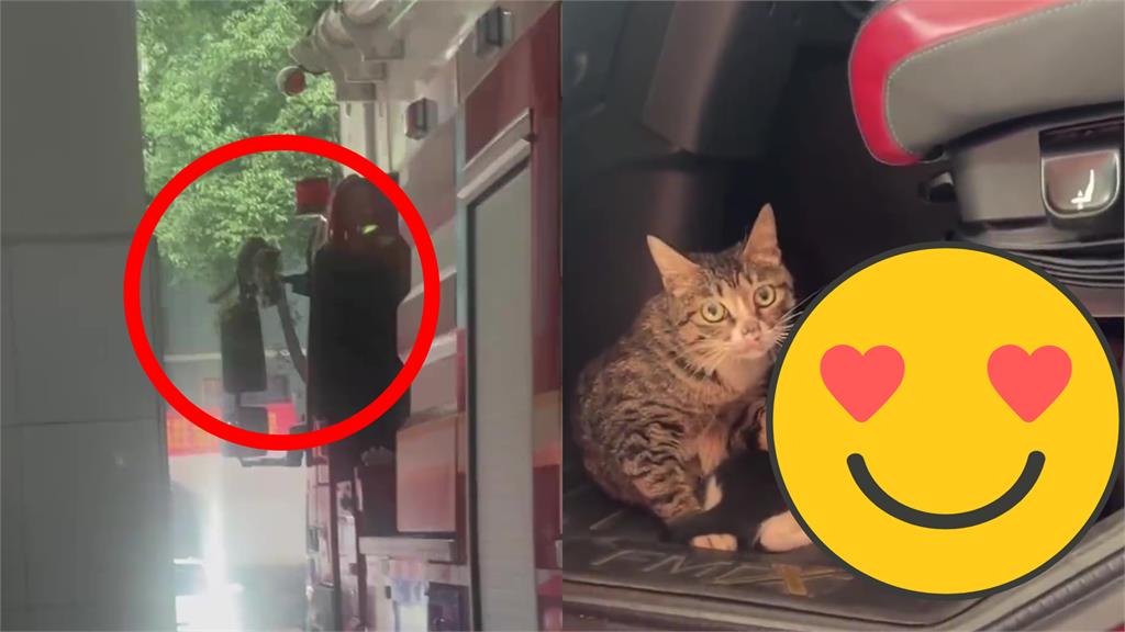 貓媽媽叼小喵躲暴雨!消防車亂竄超Q萌融化網