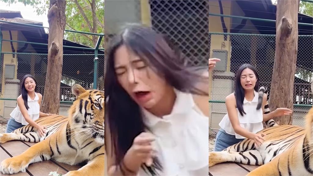 網美摸老虎堅持要揉肚肚!下秒惹火牠直接巴蕊