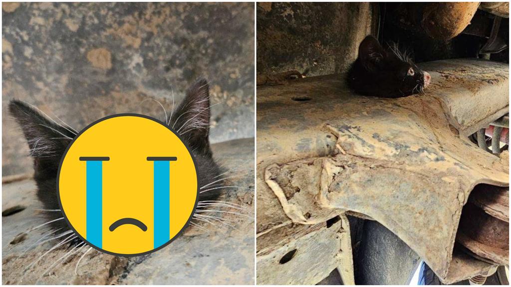 8週大幼貓頭卡車底「嚇到泛淚」!司機一看急壞