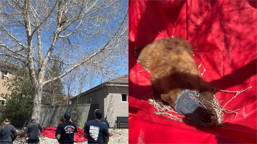 野生黑熊誤爬大樹!「倒頭栽」墜地畫面曝光