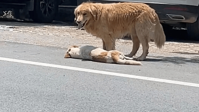 阿金守護倒臥馬路同伴!下一秒路人看傻眼