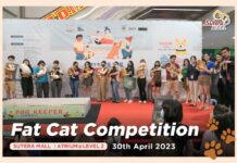 14隻渾圓喵秤重排排站!「牠」強勢過半網笑翻