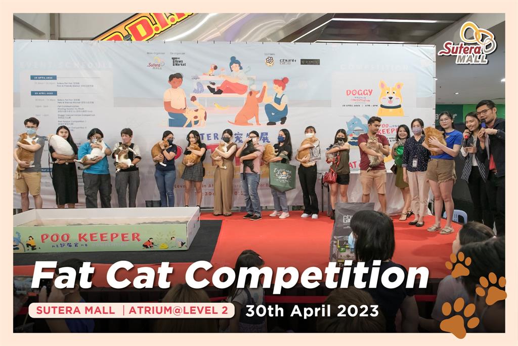 14隻渾圓喵秤重排排站!「牠」強勢過半網笑翻