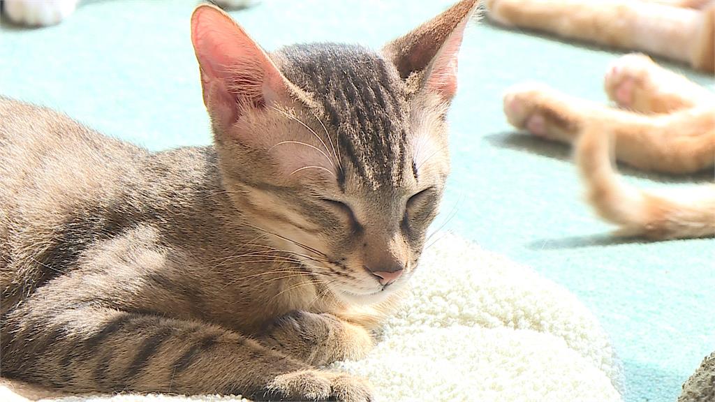 咖啡廳結合中途之家 替可愛喵星人尋找好歸宿