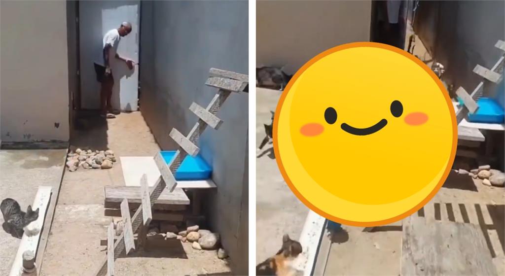 放飯時間到!爺爺一開門…湧出「貓咪瀑布」網融化