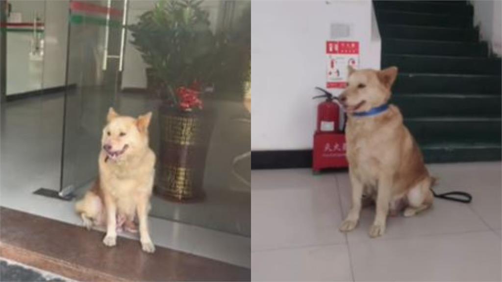 公司聘「保全汪」月薪1萬3!Q萌模樣暗藏辛酸過往