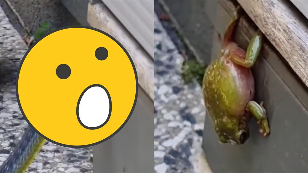 青蛙入蛇口雙腿死命抵抗!3分鐘浩劫重生片曝光