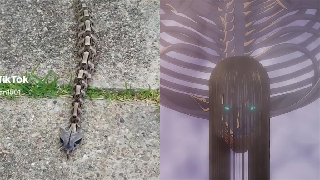 路邊驚見骷髏怪蛇!網一看傻了:進擊的巨人?