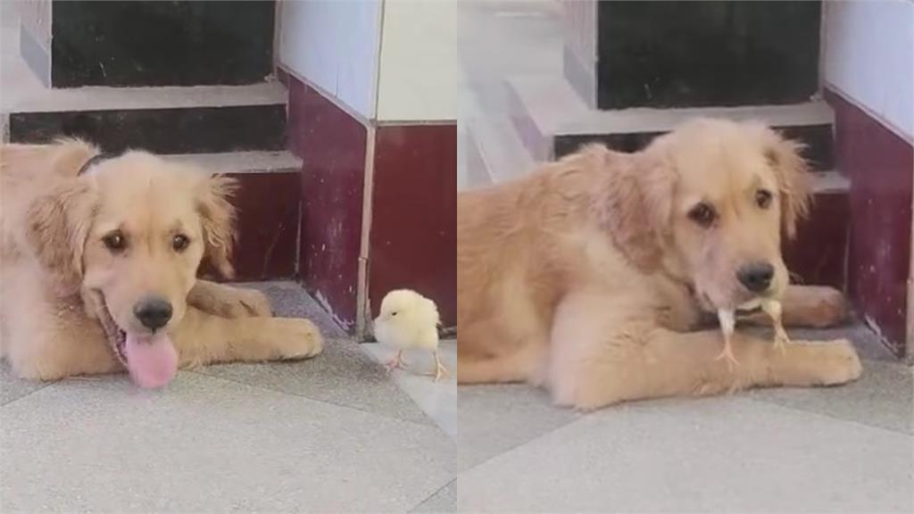 小雞勇闖大狗口中秒變凶案!呆懵汪慘被揍神情超厭世