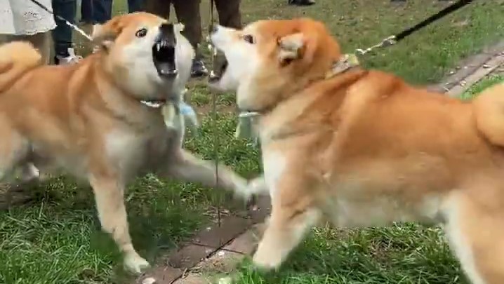 暴走柴柴狹路相逢死敵!一陣輸出尷尬了:小丑是我?