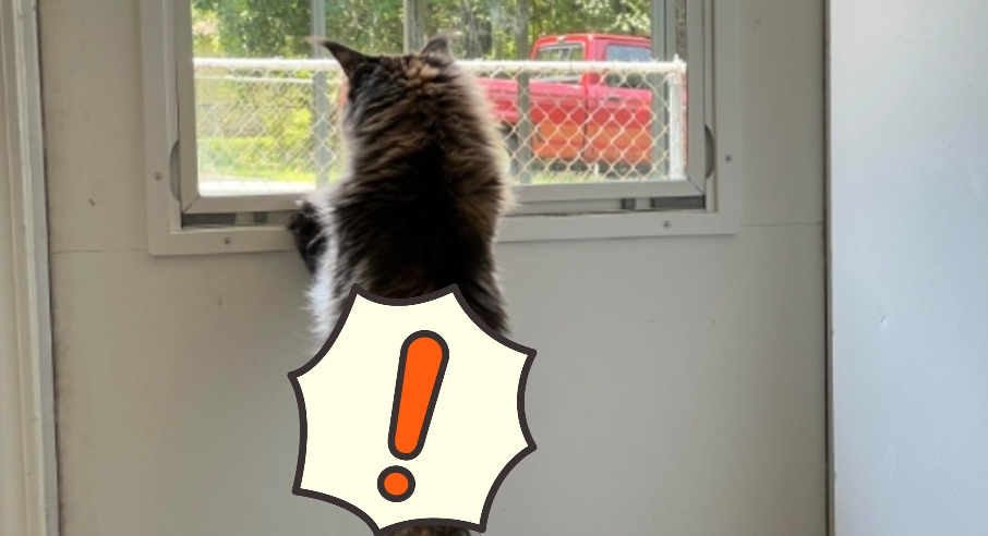 貓咪剃一圈毛「真實身形」曝光!網全傻:不是P圖?