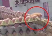 熱到出生!他驚見貨車載蛋「孵出小雞」