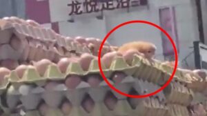 熱到出生!他驚見貨車載蛋「孵出小雞」