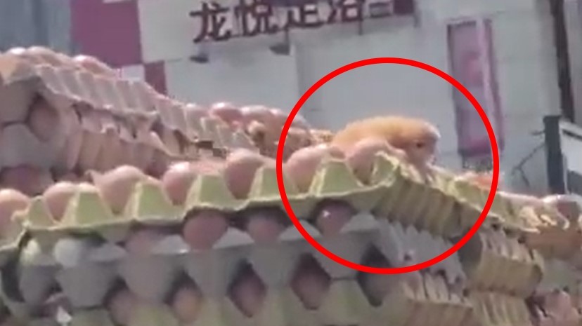 熱到出生!他驚見貨車載蛋「孵出小雞」