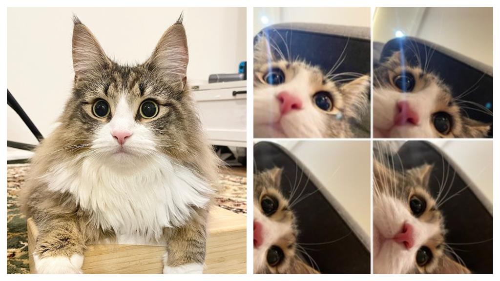 最幸運鏟屎官!網美貓「超近自拍」塞滿相簿羨煞全網