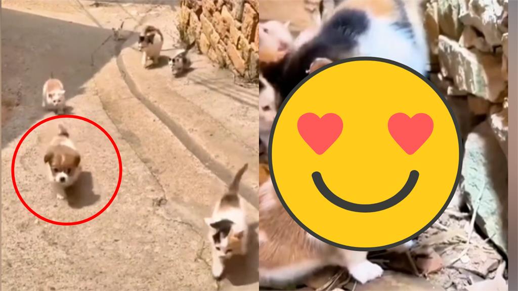 小狗誤入奶貓群!貓媽媽「暖心幫舔毛」母愛爆發