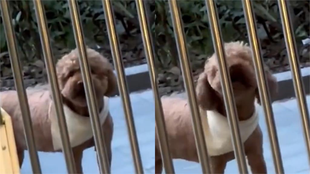 貴賓犬絕後「1天3次」跑寵物店狂吠 復仇影片曝