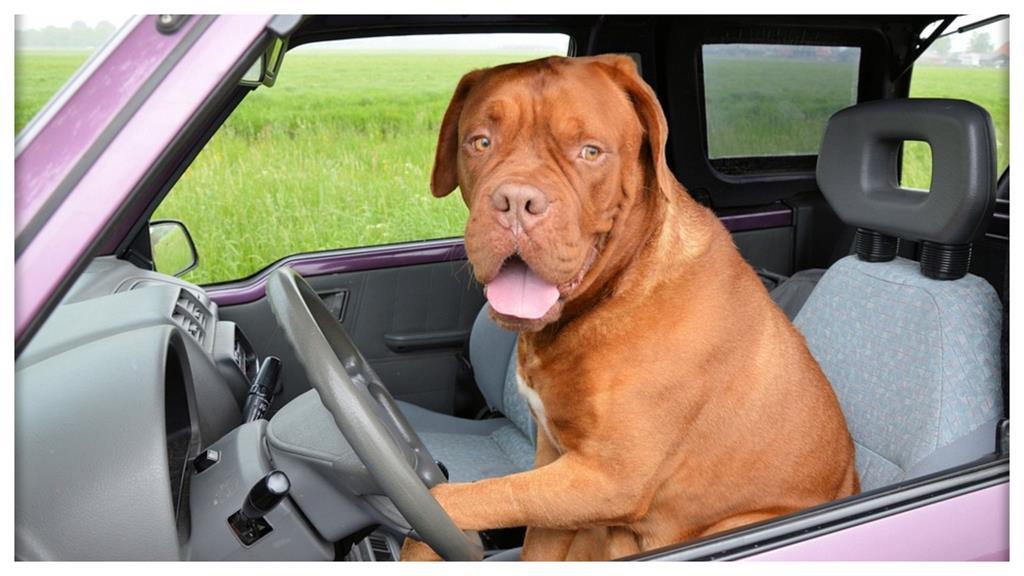 駕駛超速靠狗救援!神借位警方找無人嘆:太幸運