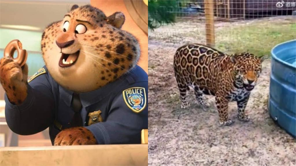 豹警官4你?美洲豹吃太爽「胖成小豬」網笑翻