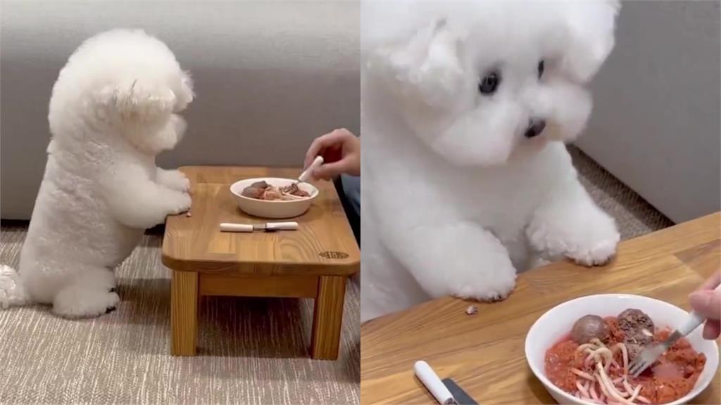 小白汪用餐正襟危坐超紳士!等待投餵Q萌眼神融化網