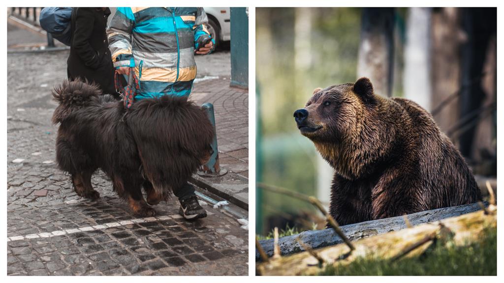 野熊入侵民宅遇看門藏獒 猛獸對決結局猜不透!