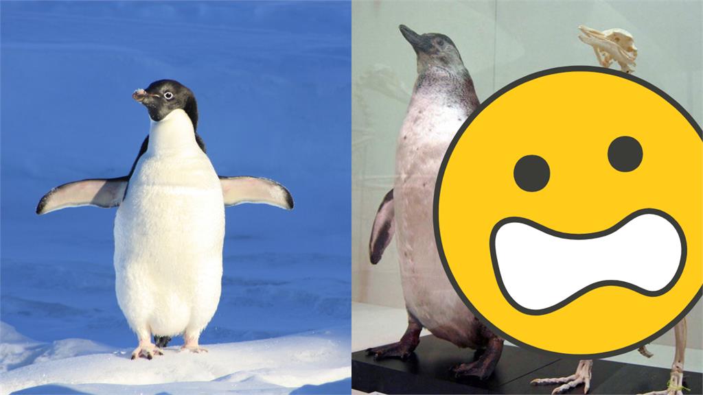 企鵝沒脖子?博物館1標本網看傻:鳥版長頸鹿