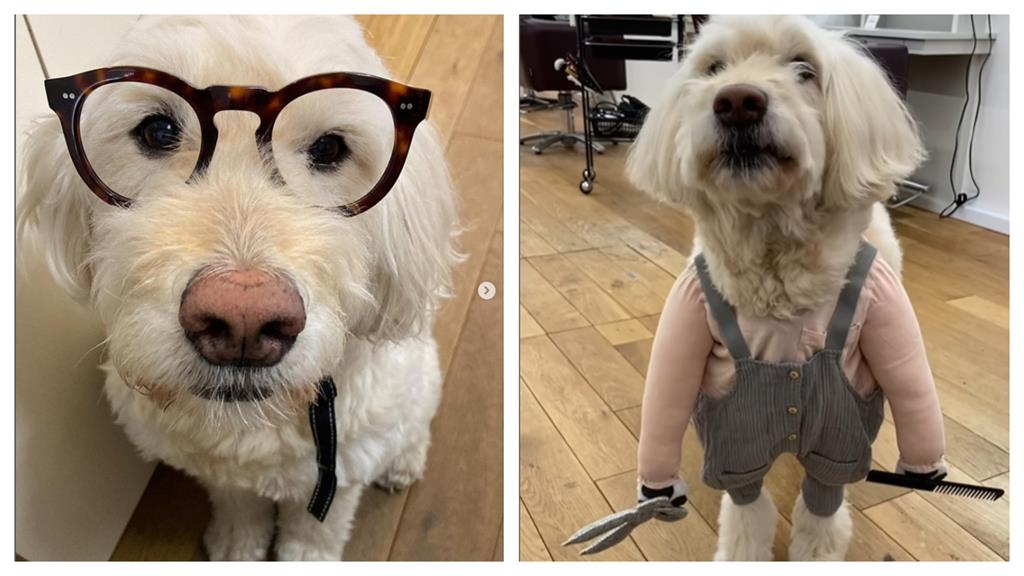 超萌店犬上班霸佔位 不讓位想耍廢:老闆是我!