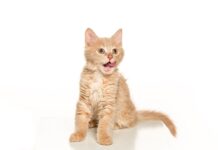 鏟屎官注意!解密喵星人突然「瘋跑」的原因