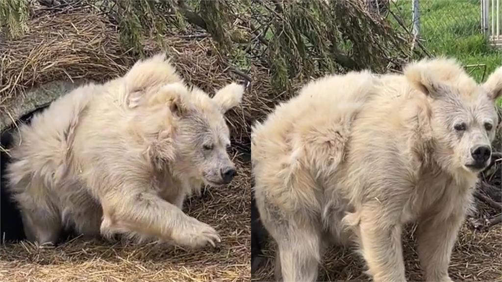 厭世熊起床片吸千萬點閱!暗藏20年超辛酸過往