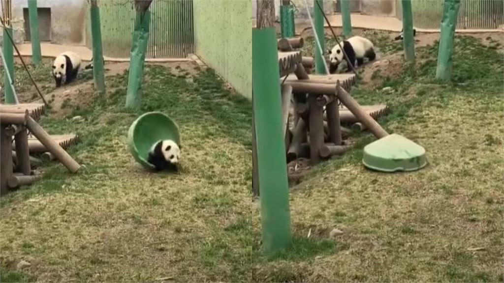 貓熊寶寶翻車出不來!慘變「掃地機器人」網笑翻