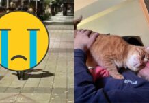 統神深夜騎車找貓畫面流出!他嘆:只睡2小時