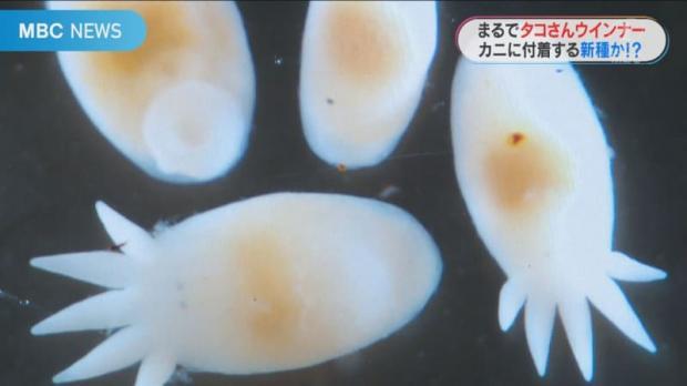 日本發現超可愛新物種!模樣激似「章魚小香腸」 日本發現超可愛新物種!模樣激似「章魚小香腸」