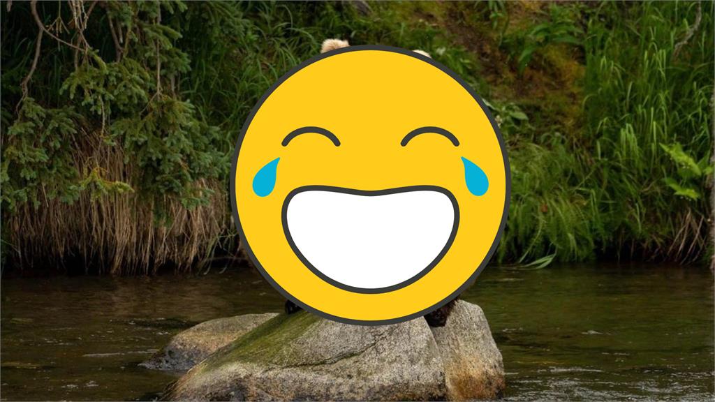 不是工讀生!棕熊變青蛙「蹲坐石頭」萌樣曝光