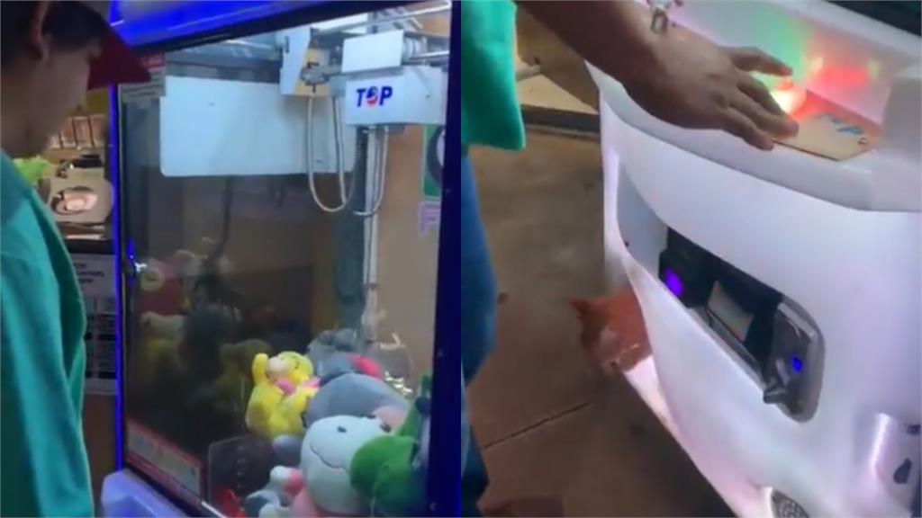 娃娃機夾中玩偶!下秒卻掉出「真橘貓」驚人真相曝