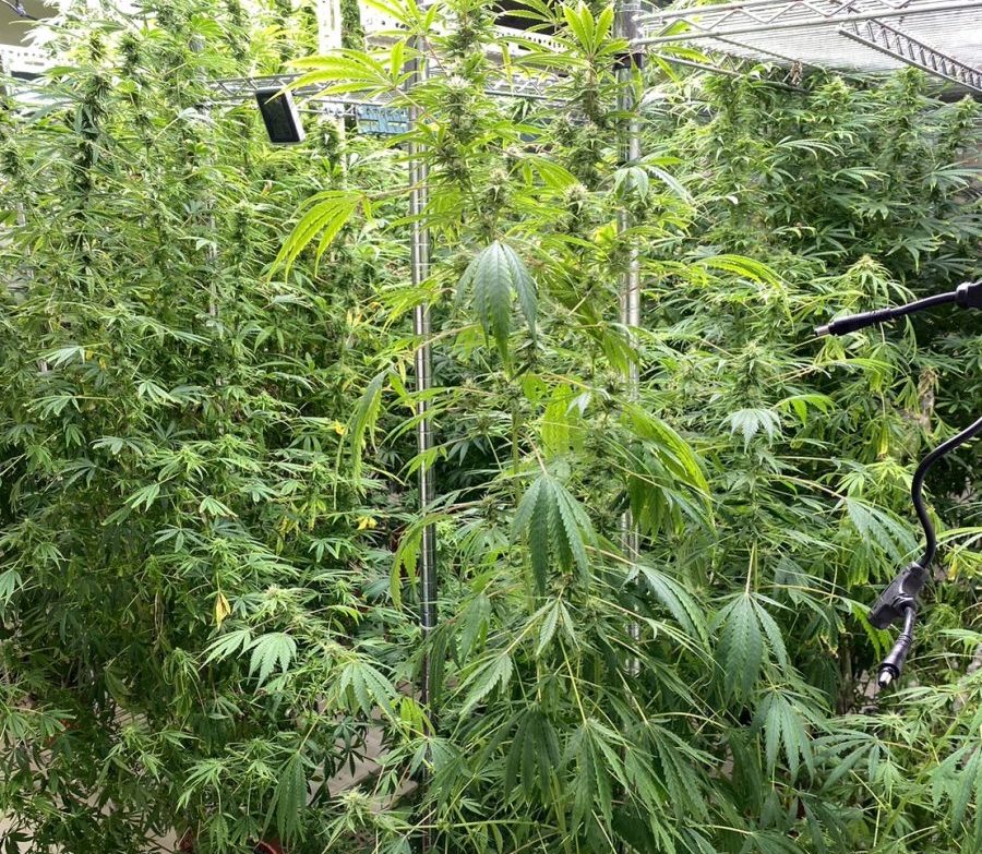 男上網自學栽種技術 家裡變大麻森林