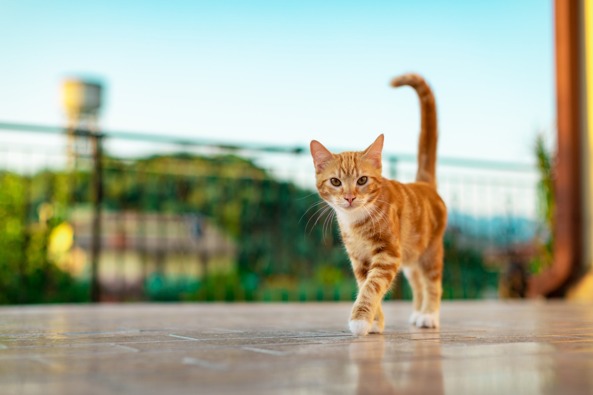 鏟屎官注意!解密喵星人突然「瘋跑」的原因 selective closeup cute kitten walking yard
