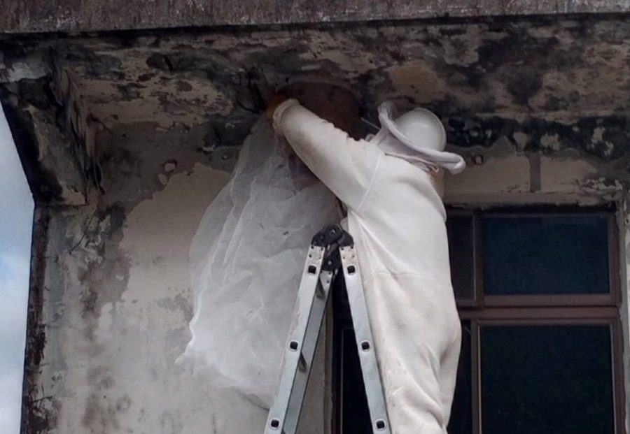 蟻窩誤認蜂窩!桃園農業局教你3招辨別