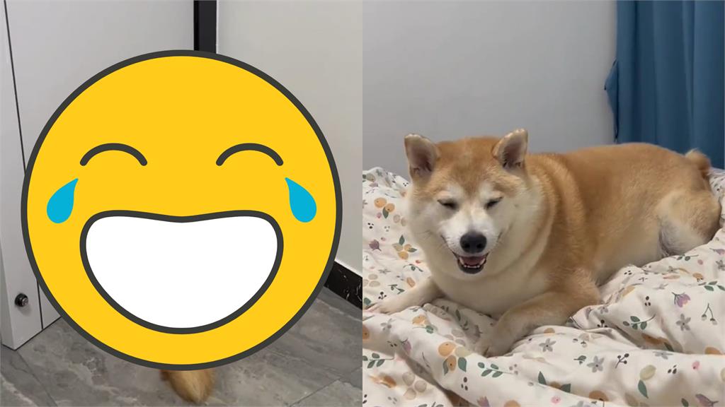 半夜「面壁情勒」氣成河豚柴!網笑:滿肚子委屈